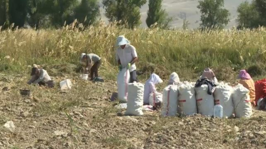Капельное орошение внедряют в Жетісу