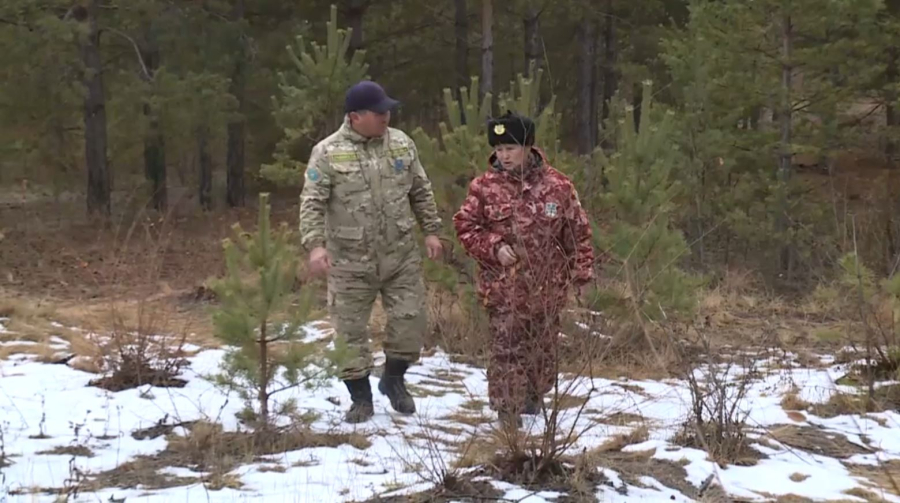 Охрану хвойных деревьев усиливают в Карагандинской области