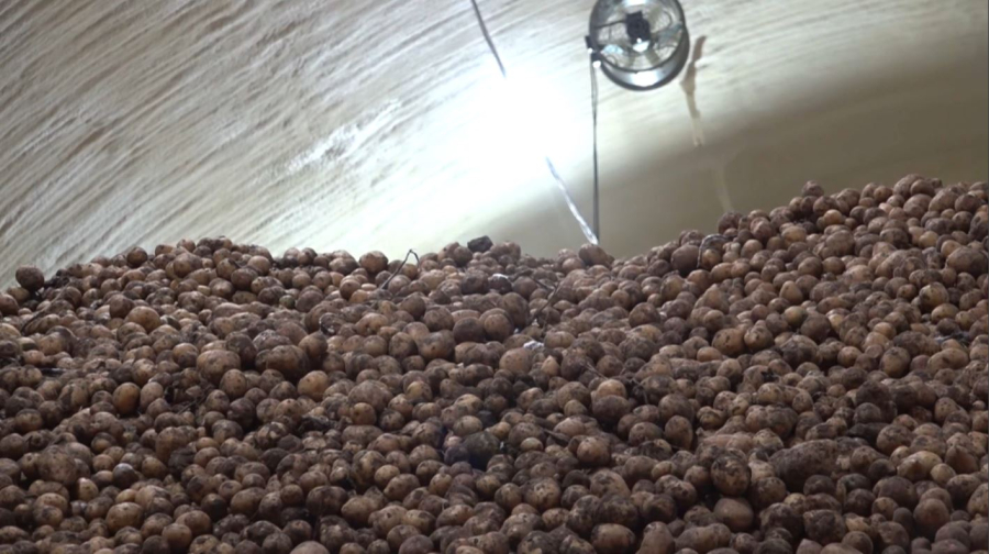 Картоптың 60-қа жуық түрі өсіріледі