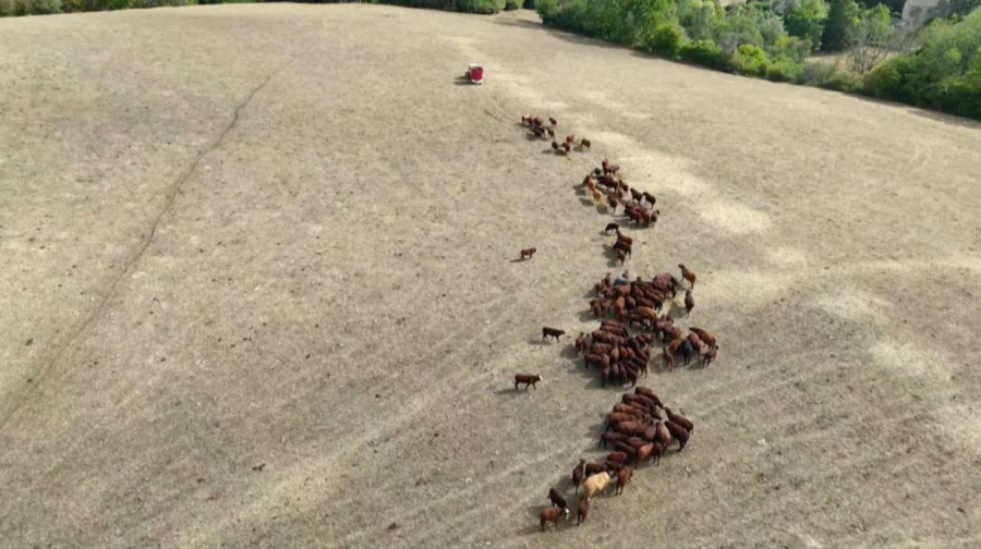 Ұлыбританияда құрғақшылықтан жем-шөп жетіспей жатыр