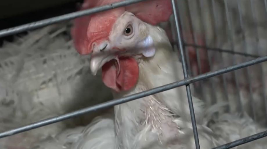 «Ауыл аманаты»: профинансировано 85 кооперативов