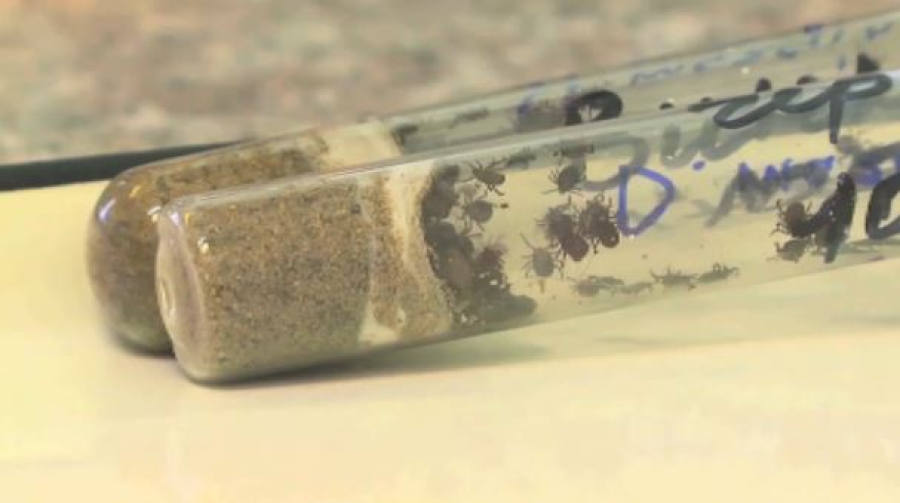 Почти 700 человек пострадали от укусов клещей в ВКО