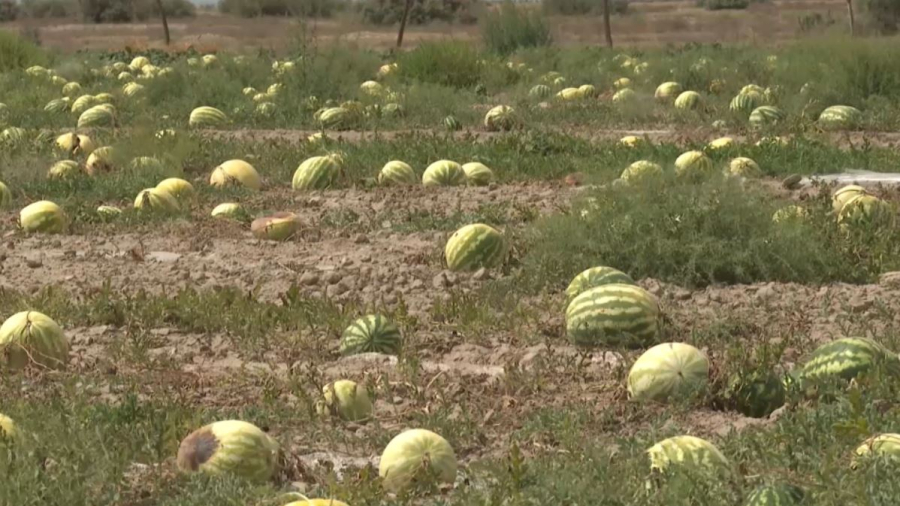 Жамбыл облысында 2 мың тонна қарбыз шіріп кетті
