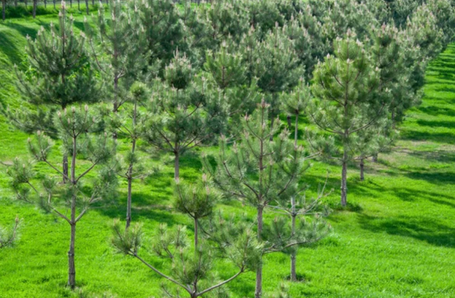 Инвестиции в лесное хозяйство выросли в 8 раз в Казахстане