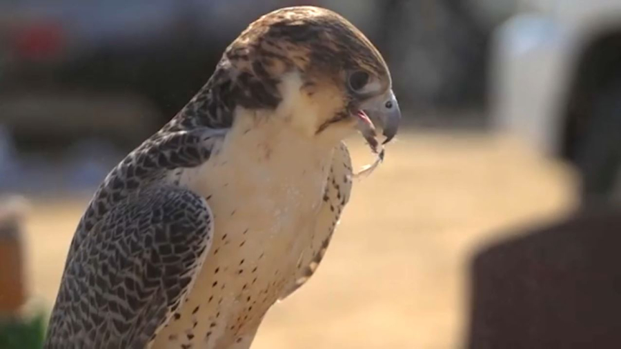 Арабтар қыран баптауды табыс көзіне айналдырған