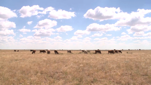 Ақтөбе облысында жайылымдар мен егістік жерлер тозған