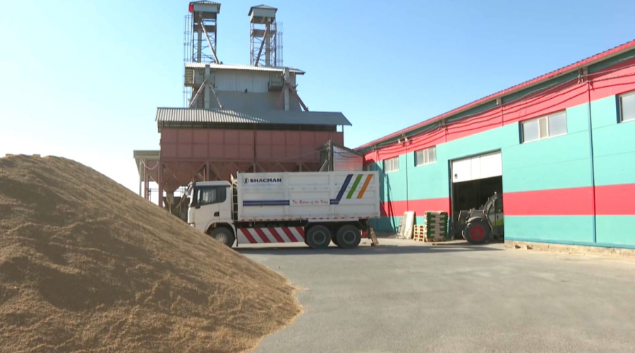 Қызылорда облысында 470 мың тонна күріш жиналды