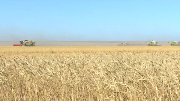 Казахстан нацелен на глобальное лидерство в глубокой переработке зерна