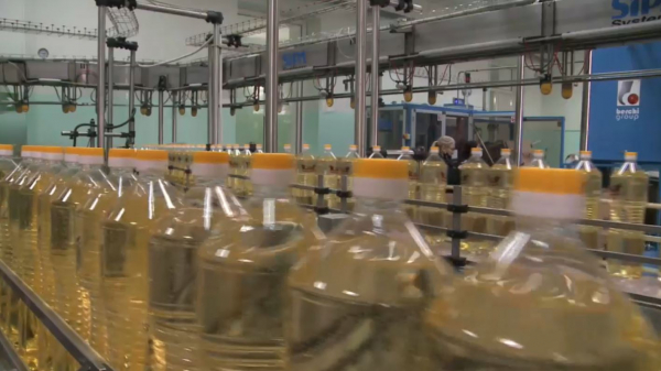 ШҚО-да майлы дақыл мол жиналды