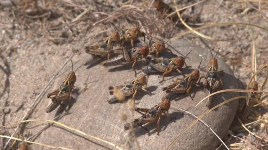 107 тысяч гектаров обработают против саранчи в Жамбылской области