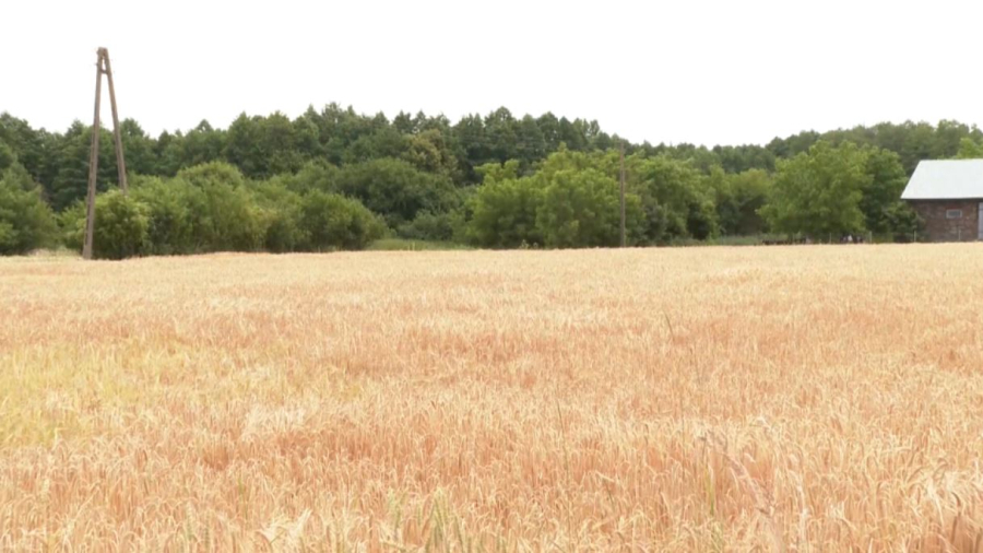 Жара сокращает урожай зерна в Европе