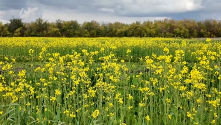 Пастбища из ярового рапса и овса создают в СКО