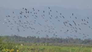 Власти Кении намерены уничтожить до 6 млн птиц