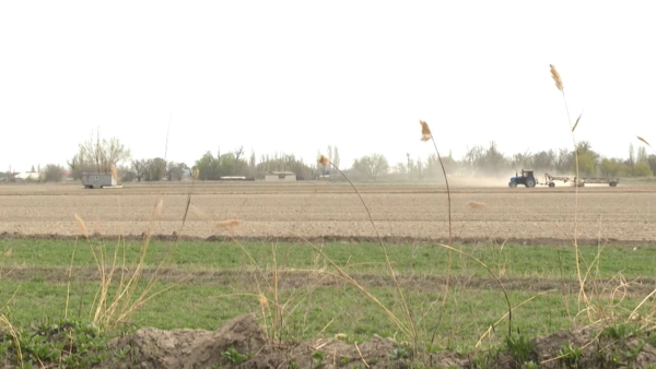 Жамбыл облысында көктемгі дала жұмыстарының 70%-ы аяқталды