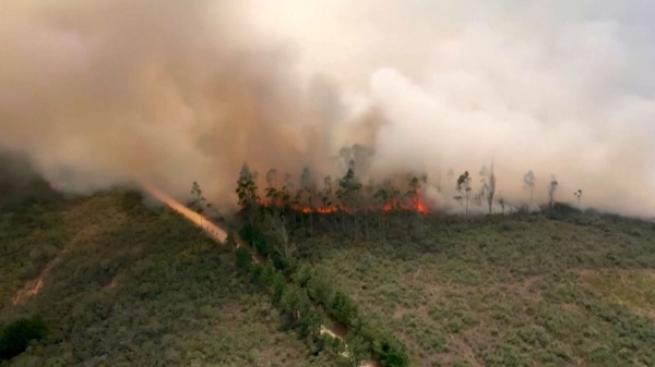 Әлемде ормандағы өрттен жыл сайын 12 мың адам ажал құшады