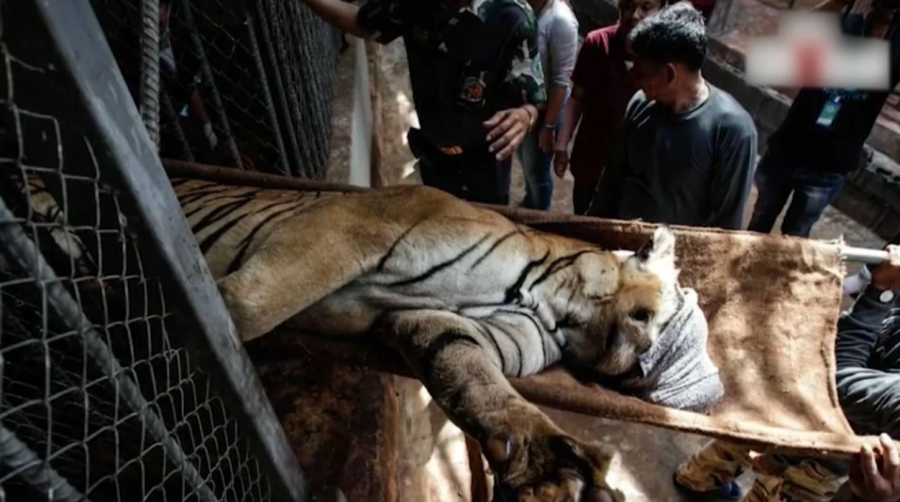 Таиландта вирустан 72 жолбарыс қырылды