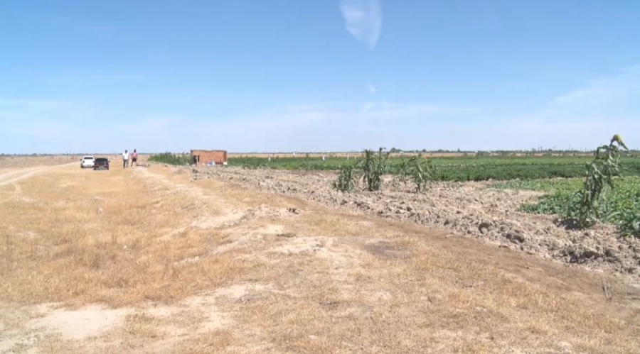 Атырау облысында 114 мың гектар шегірткеге қарсы дәріленеді