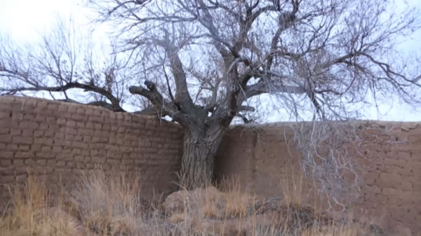 Әлихан Бөкейхан еккен тал 120 жыл бойы көктеп тұр