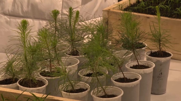 Школьники высаживают туи в Чарынском национальном природном парке