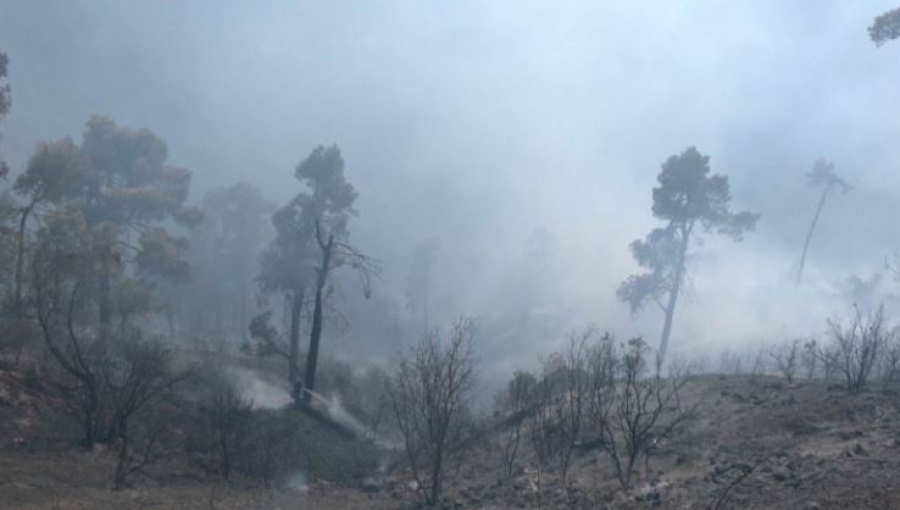 40 лесных пожаров бушуют в Алжире