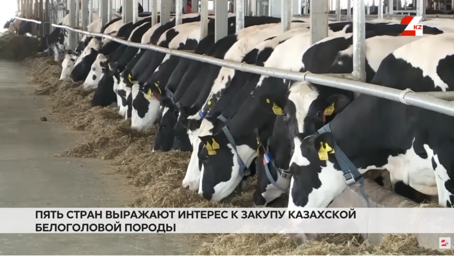 Как развивают племенное животноводство в Казахстане | Право знать