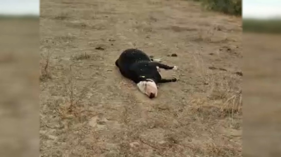 Скот гибнет в Атырауской области