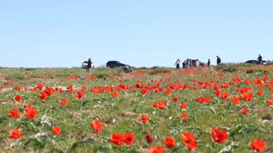 Түркістанда қызғалдақты қорғау акциясы өтті