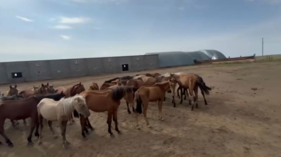 Екібастұздық кәсіпкер шекарашыларға 50 жылқы сыйлады