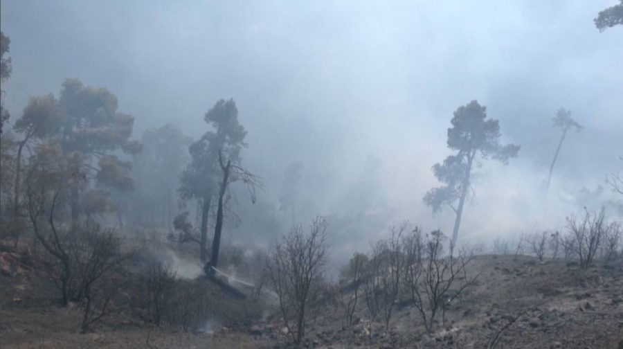 Алжирде орман өрті өршіп тұр