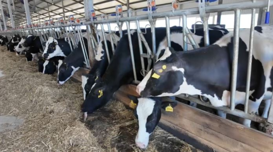 Молочно-товарные фермы открывают в сёлах Костанайской области