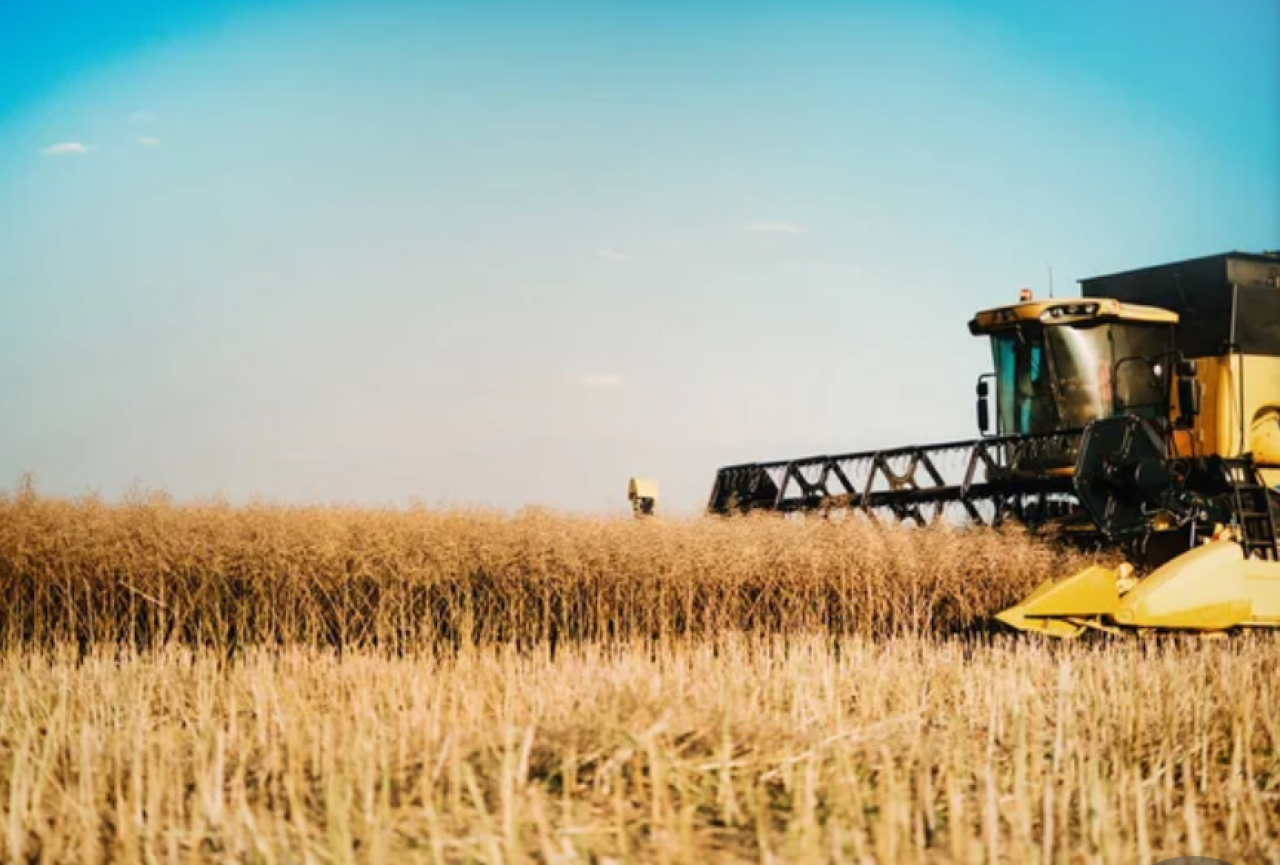 Акмолинскими аграриями намолочено 7,1 млн тонн зерна