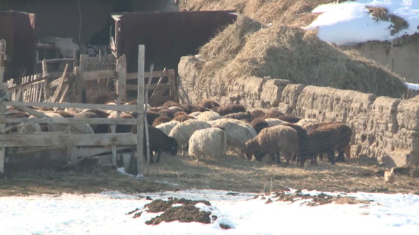 Абай облысында мал бордақылау алаңы көбейді