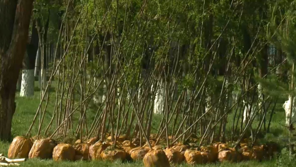 Қонаевта халық сенбілікке белсене қатысып жүр