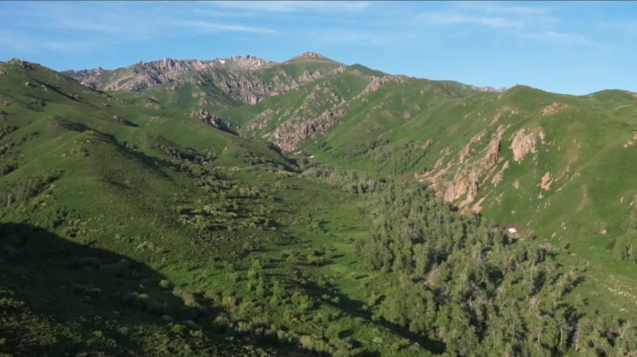 «Тарбағатай» ұлттық паркінде жаңа өсімдік түрлері анықталды