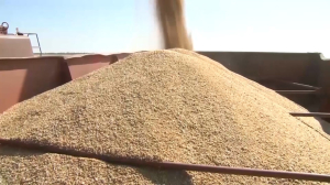 102 тонны льготного дизтоплива выделили пунктам сушки зерна в Актюбинской области