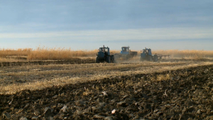 Посевы риса уменьшат для экономии воды в Кызылординской области
