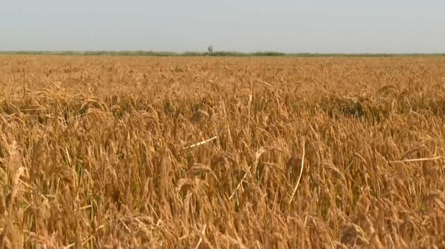 Қызылорда облысының диқандары күрішке орақ салды