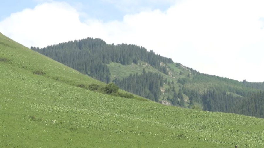 Как в Казахстане восстанавливают леса