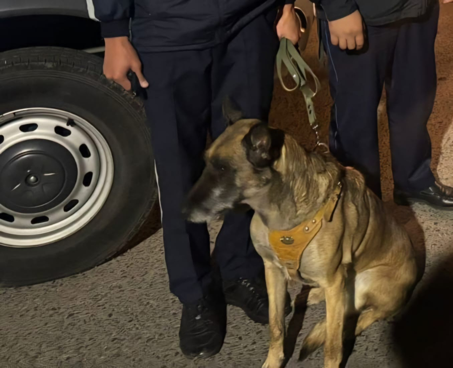 Гвардейцы с помощью служебной собаки нашли пропавшую девочку в Астане