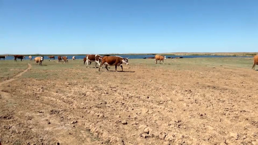 Ауылға жеке инвестиция тарту қажет — Президент