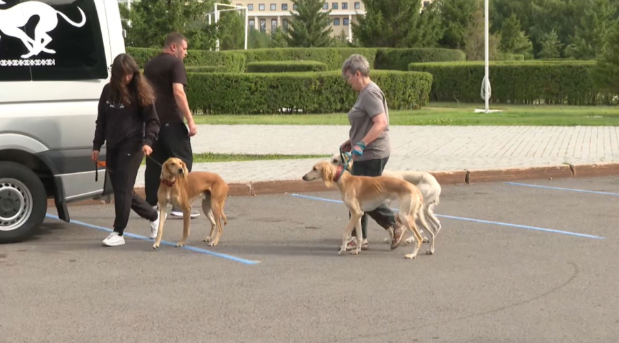 Қазақ тазысы халықаралық көрмеде бақ сынайды