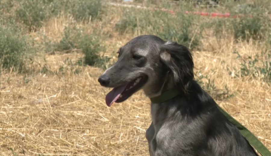 «Қазақы ит тұқымдары» ұлттық орталығында таза қанды 100 тазы бар