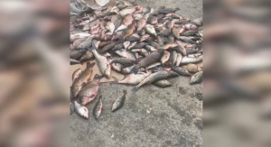 Акция «Бекіре»: изъяли 1,5 тонны рыбы