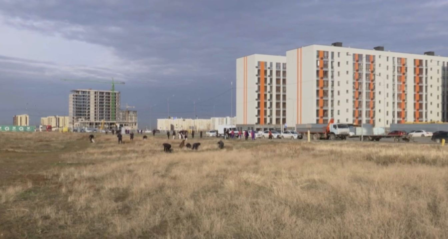 Шымкентте партия жастары тазалық акциясына қатысты