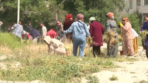 Жамбыл облысында 1600-ден аса сенбілік өтті