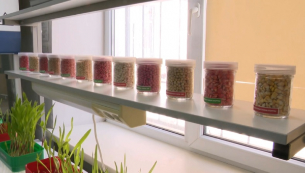 Казахстанский центр защиты семян начнет работу в 2026 году