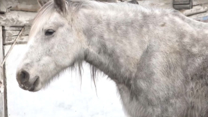 Смертельная зима: порядка 140 лошадей пали в СКО