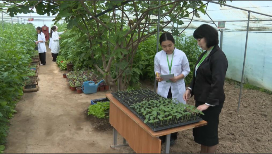 Шымкент жылыжайында экзотикалық жемістер өсіп тұр