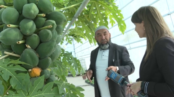 Туркестанские аграрии переходят на экзотические культуры