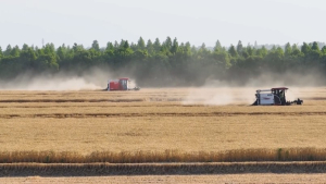 Мировые объёмы производства зерна достигнут рекордных значений